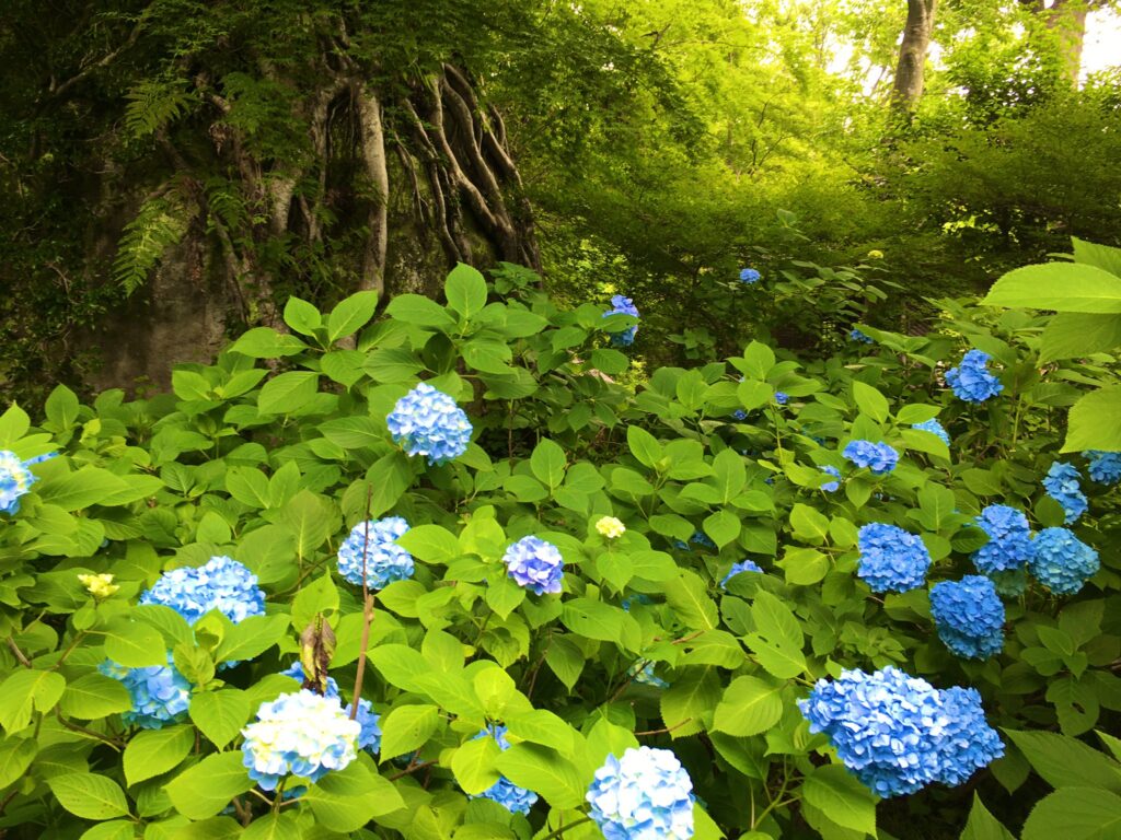 鎌倉　森林と紫陽花
