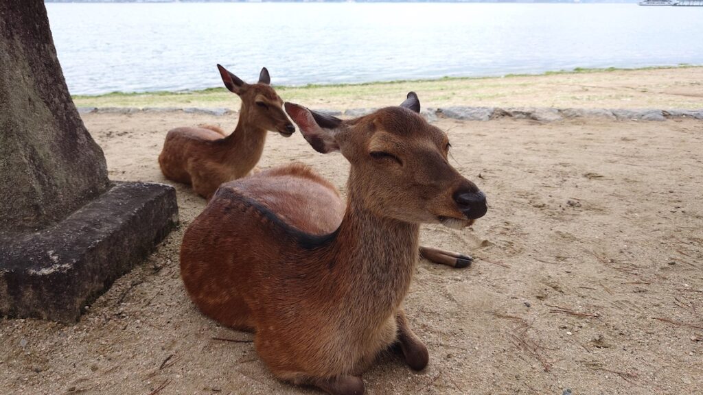 宮島の鹿と海２