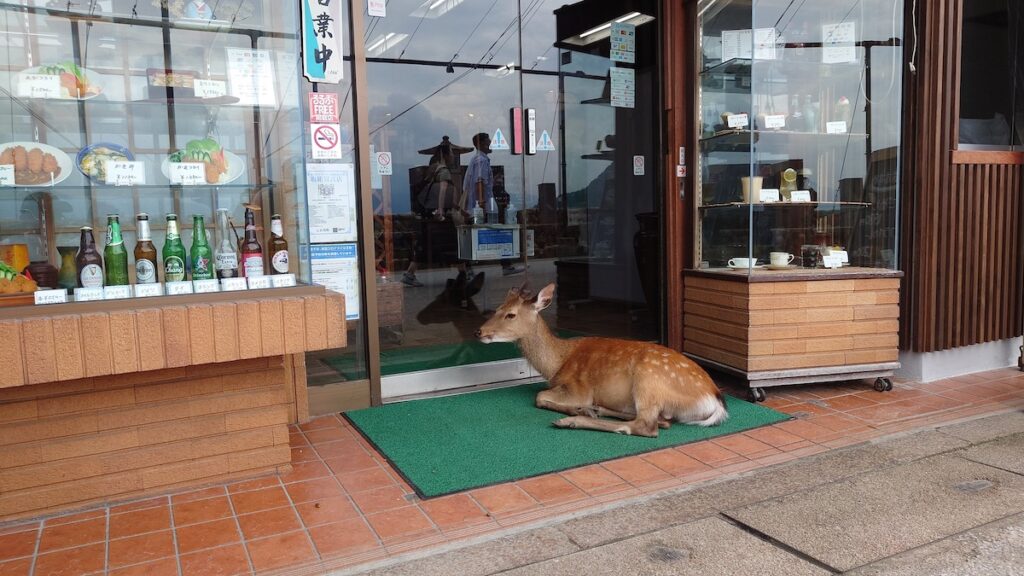 店の入り口で寝る鹿