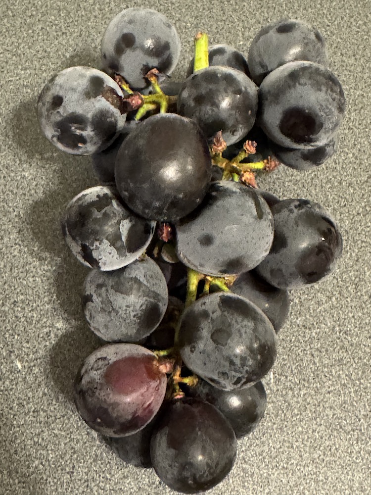 ナガノパープル