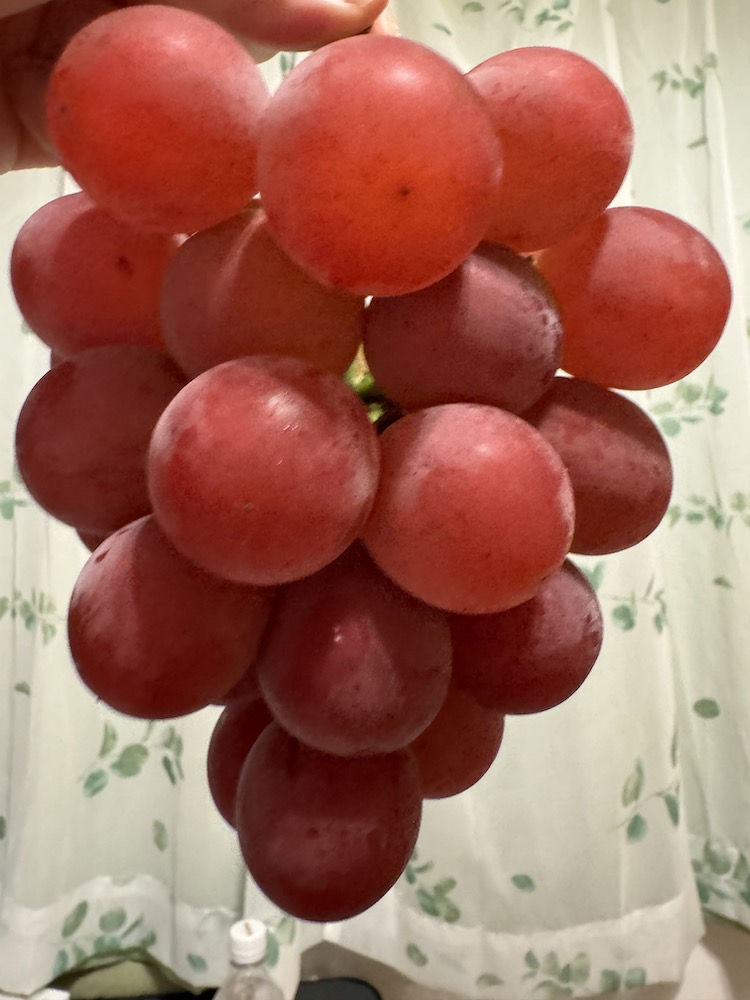 ルビーロマンのビジュアル